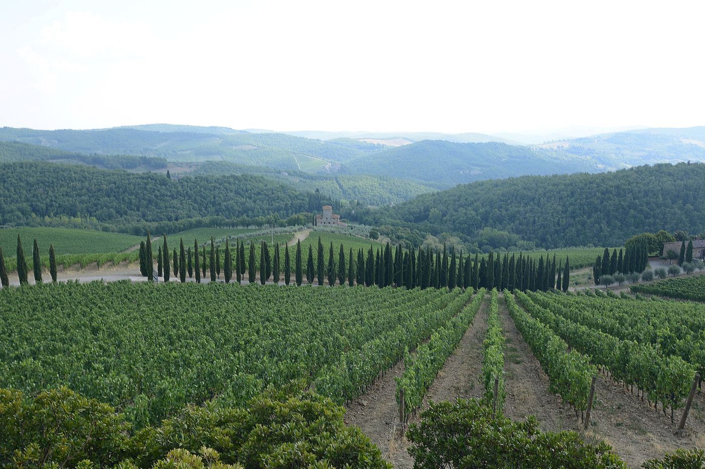 Vineyards in Radda , Chianti Florence.jpg